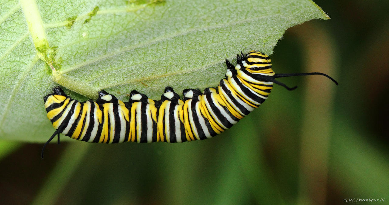 This is a Monarch Caterpillar