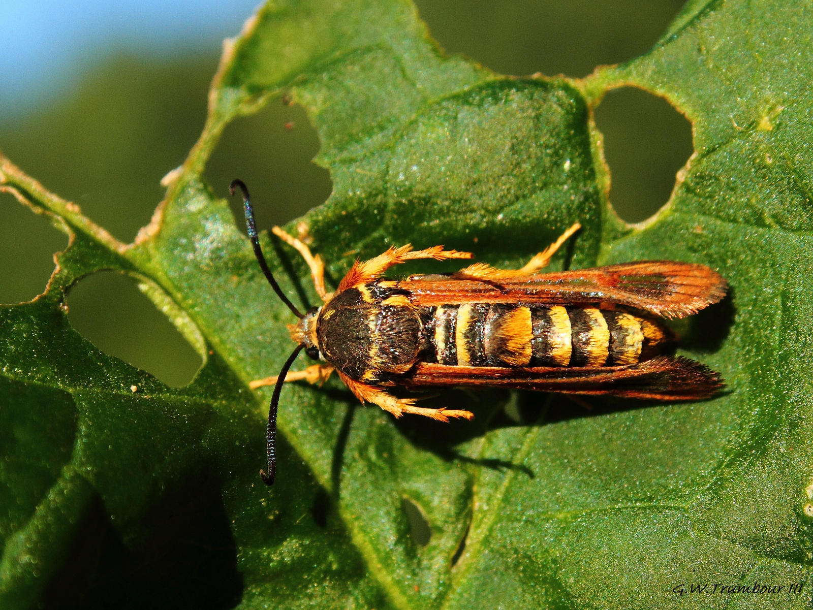 Raspberry Crown Borer Moth by natureguy on DeviantArt