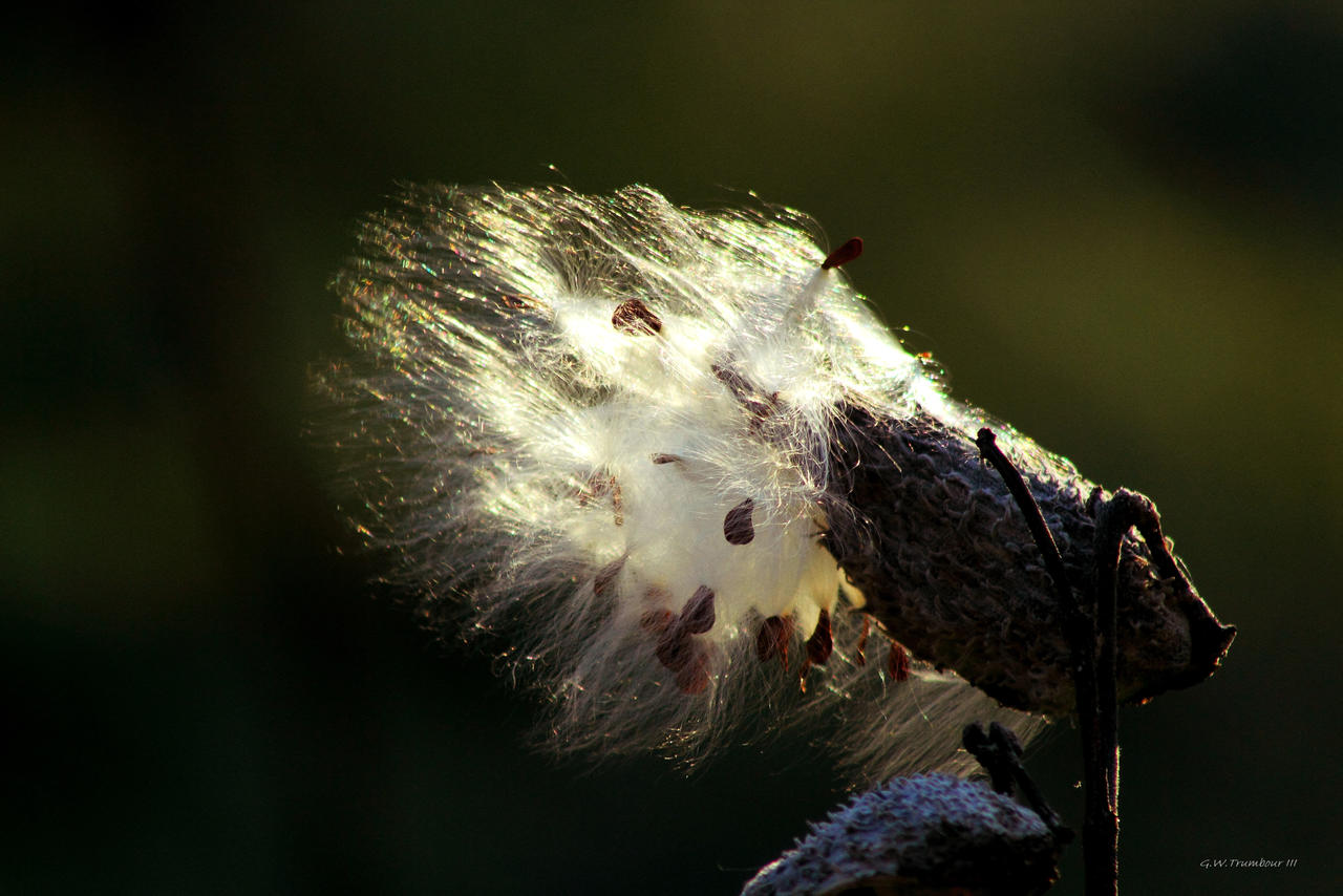 Autumn Wind