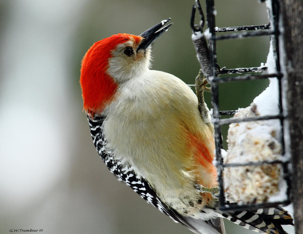 Red Bellied Woodpecker 2013