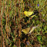 Feeding pair