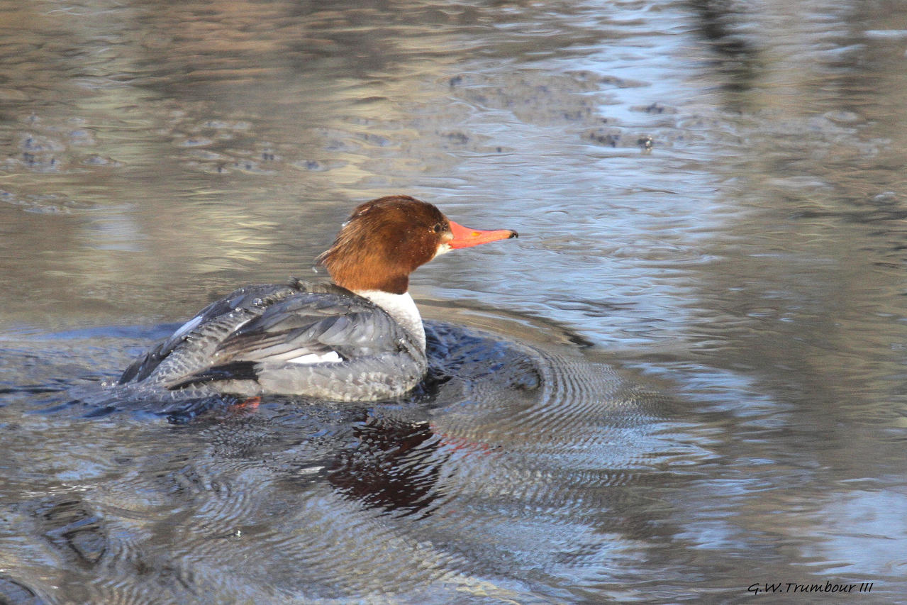 Cold morning Merganser Female