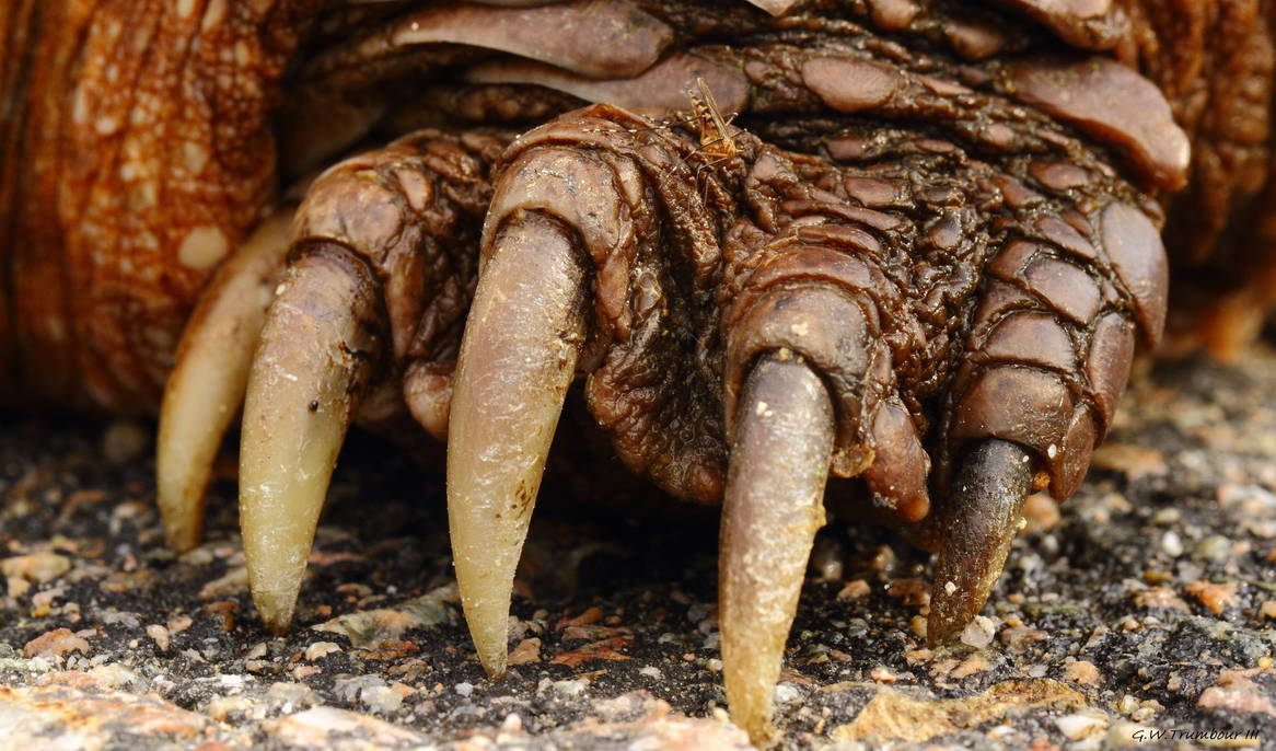 Claws by natureguy on DeviantArt