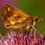 Skipper on pink