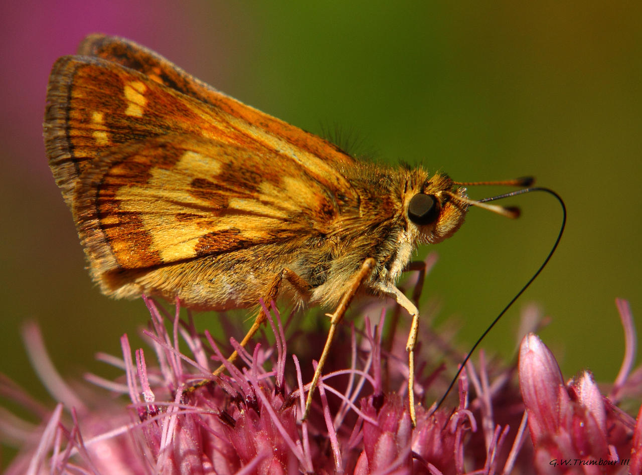 Skipper on pink