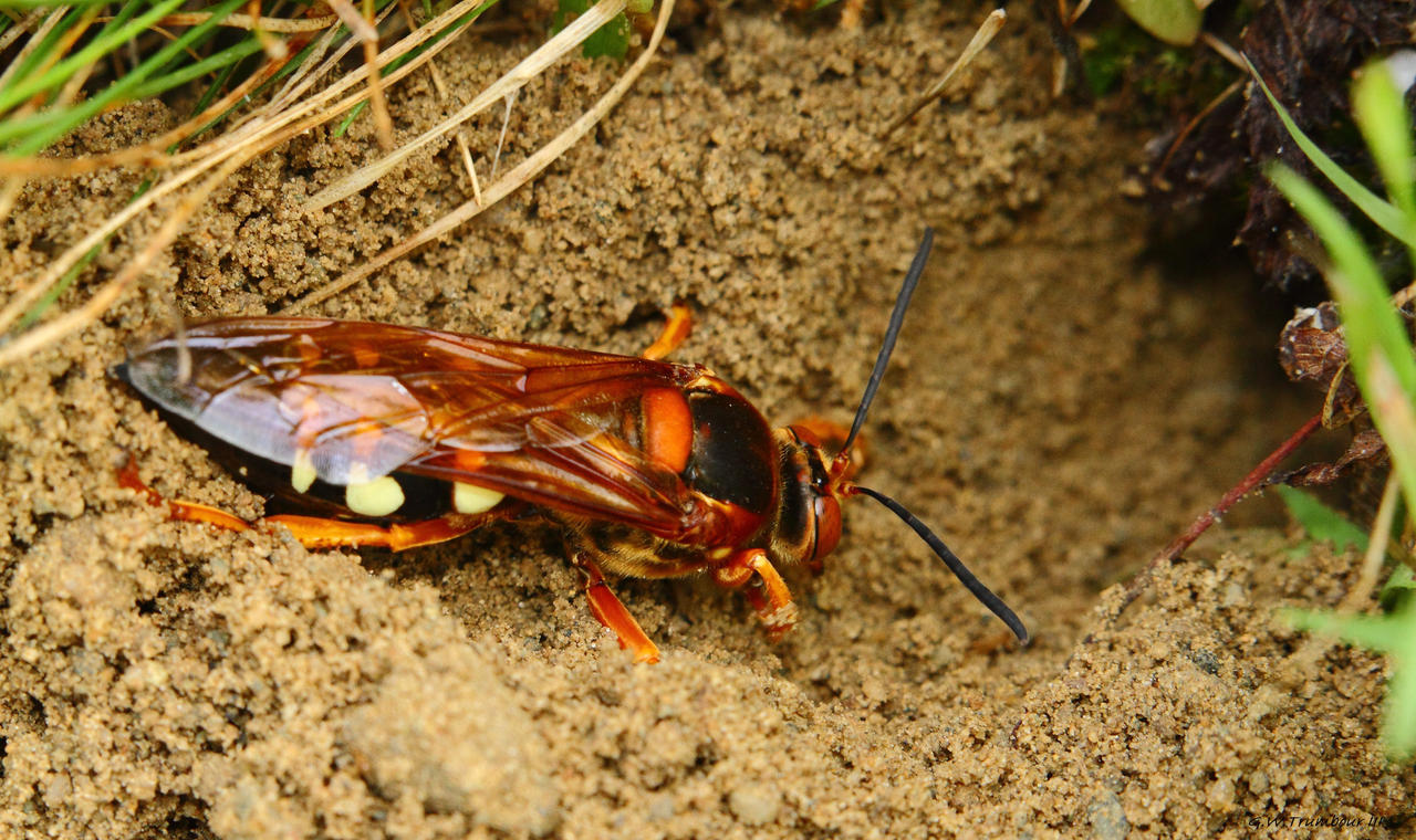 Giant Cicada Killer Wasp 1