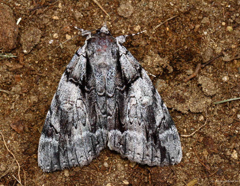 Moth View top view of Moth by natureguy on DeviantArt