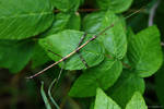 Walking Stick Bug by natureguy