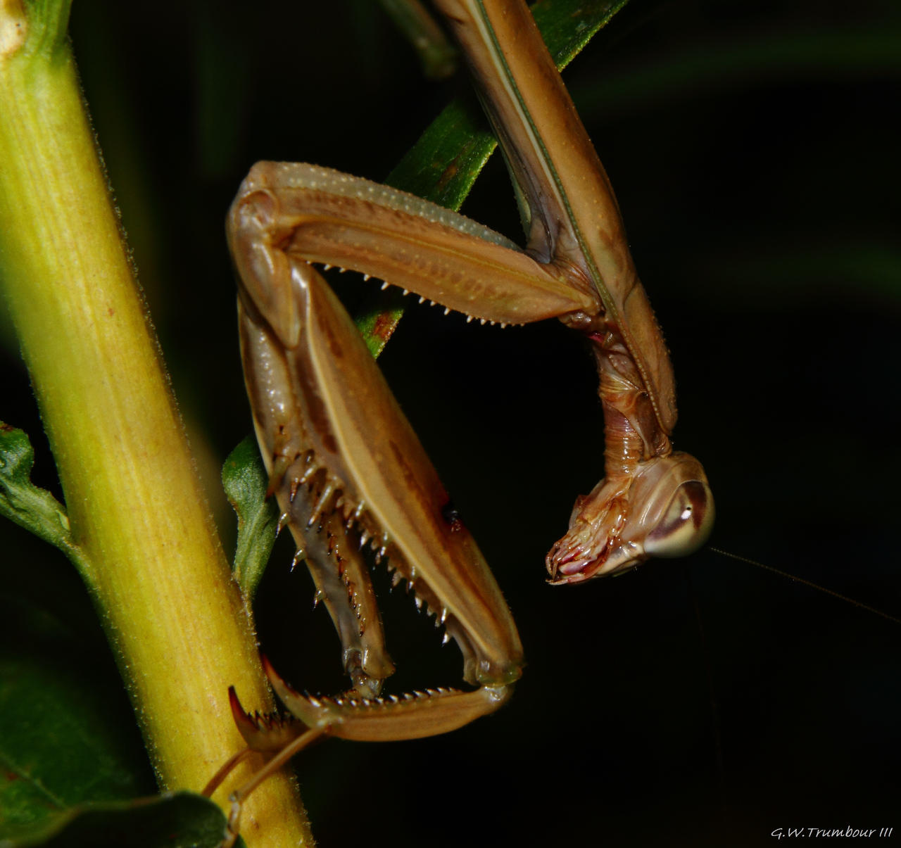 Alien in the weeds