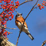 Bluebirds breakfast berries