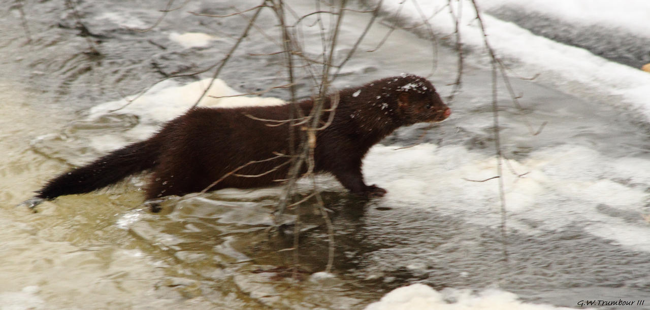 Flash of Mink 1