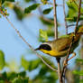 The Bandit of the Hedgerow