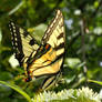 Tiger Swallowtail butterfly 1