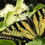 Tiger Swallowtail butterfly 2
