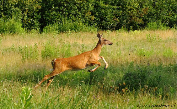 Summer beauty in motion