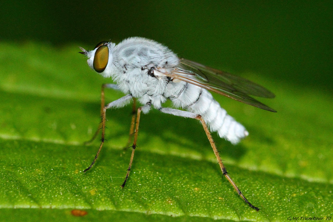 The Great White fly