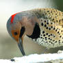 Yellow Shafted Flicker close up 1