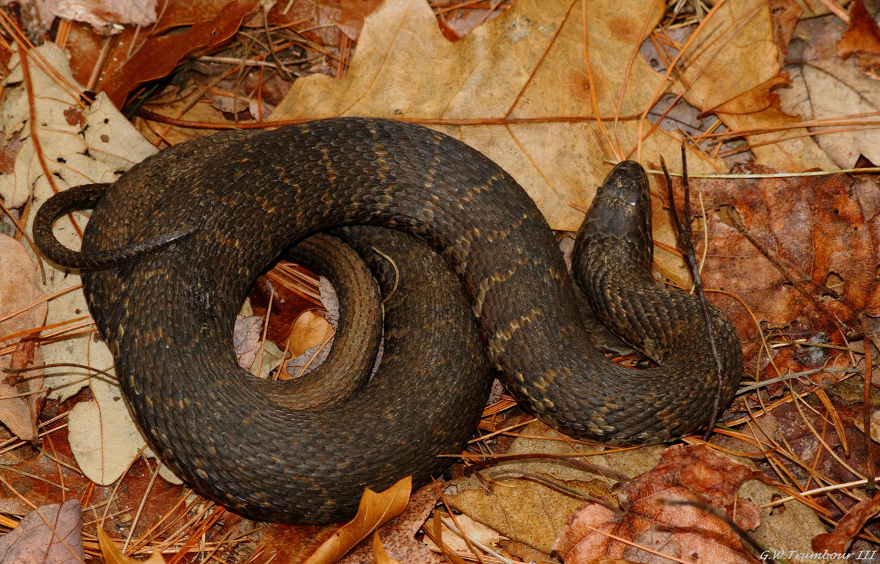 Feb 29th 2016 Eastern Water Snake