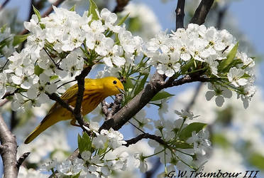 Yellow Tree top beauty by natureguy