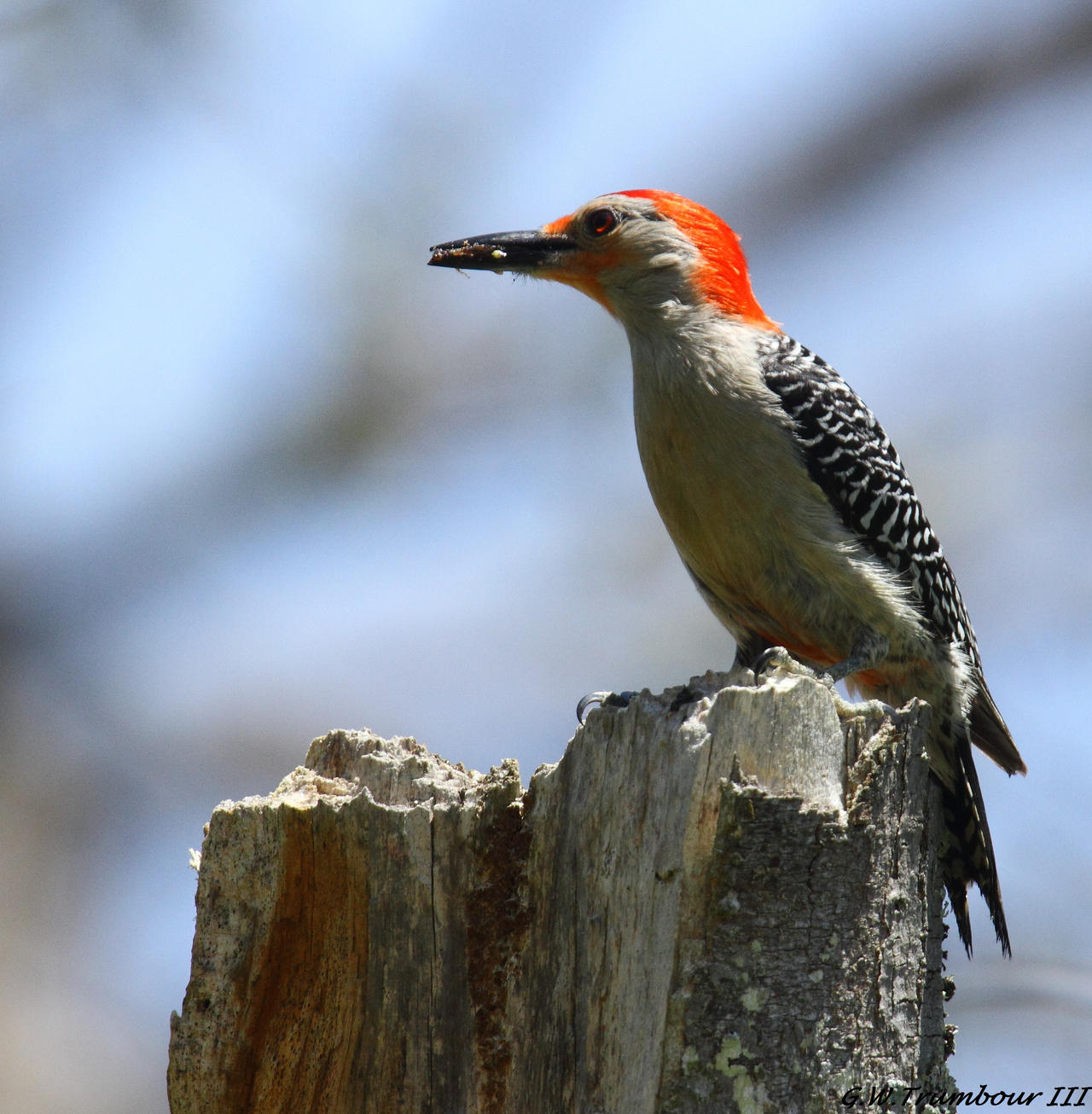 afternoon woodpecker