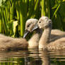 Couple of young Swans