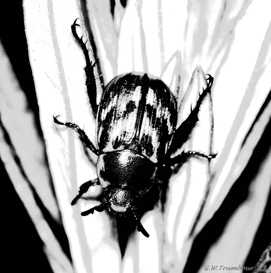 Black an White Beetle by natureguy