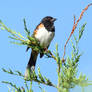 Treetop Towhee