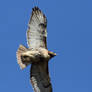 Red Tail fly by