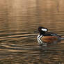 Male Hooded Merganser 2017