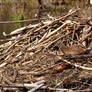 Beaver lodge nest site