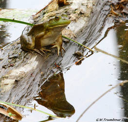 Froggy on a cloudy day