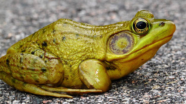 Frog study 1 by natureguy