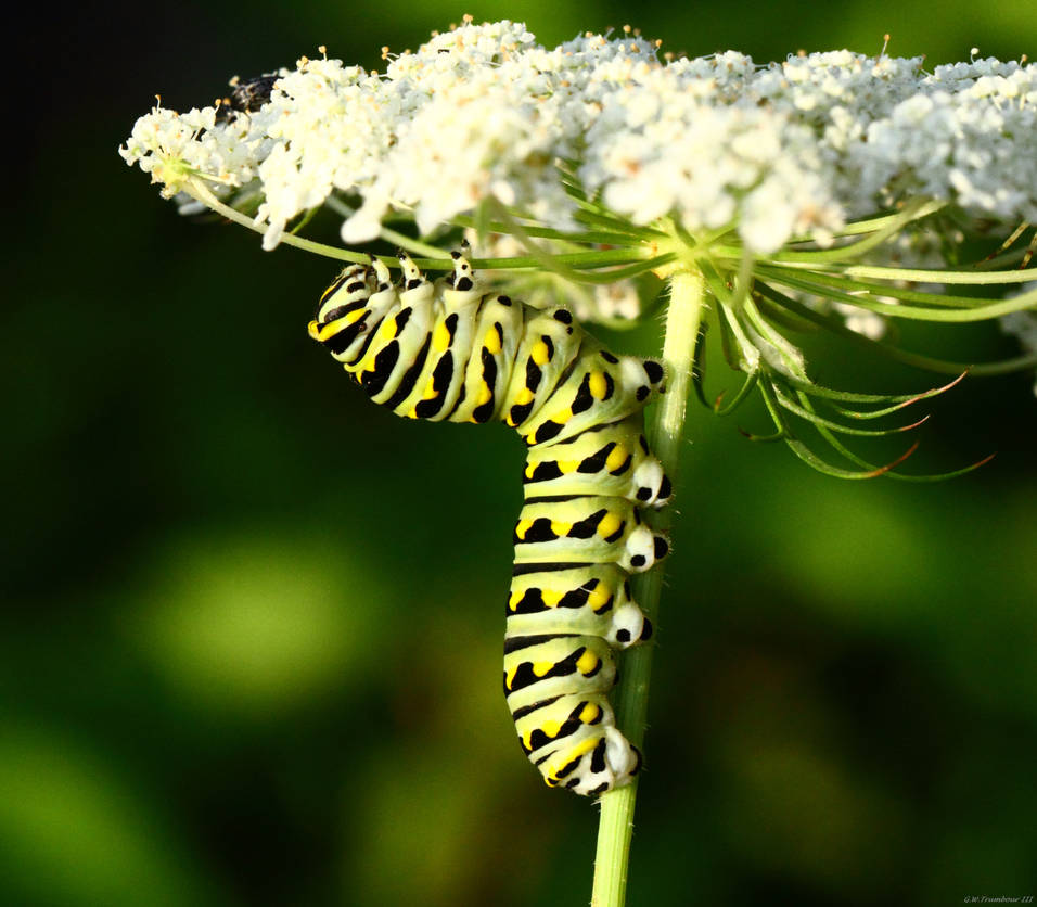 Caterpillar shot of the day