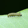 A tiny Monarch Caterpillar