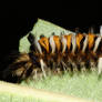 Milkweed Tussock Mouth Caterpillar