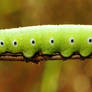 Snowberry Clearwing Caterpillar 1