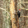 Day break Pileated Woodpecker 1