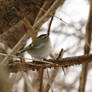 Side view of a Golden-Crowned Kinglet 2017