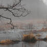 Foggy morning at the Beaver Dam