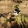 Marsh Mallards