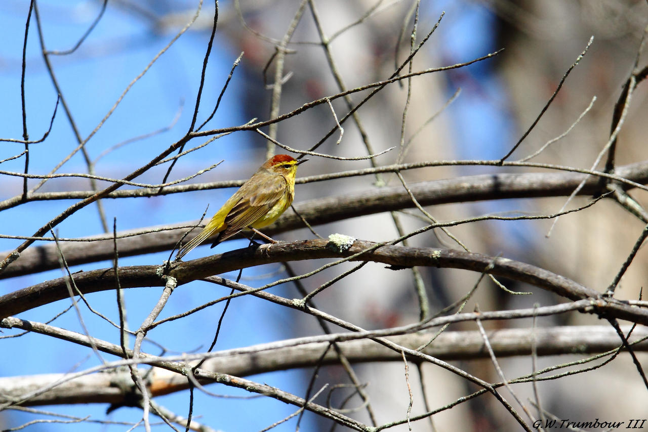 Palm Warbler 2018 1