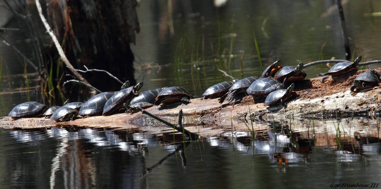 Turtle Parking Lot By Natureguy On DeviantArt