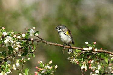 Nice branch to perch