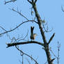 Yellow-Billed Cuckoo