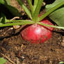 Radish in my garden