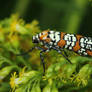 Ailanthus Webworm Moth 2