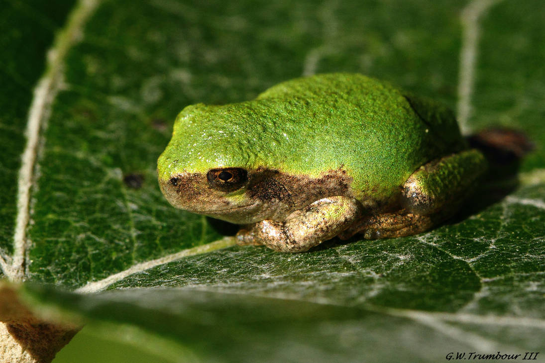 I really like being Green by natureguy I really like being Green by natureguy