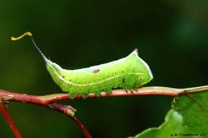 Black Etched Prominant Caterpillar