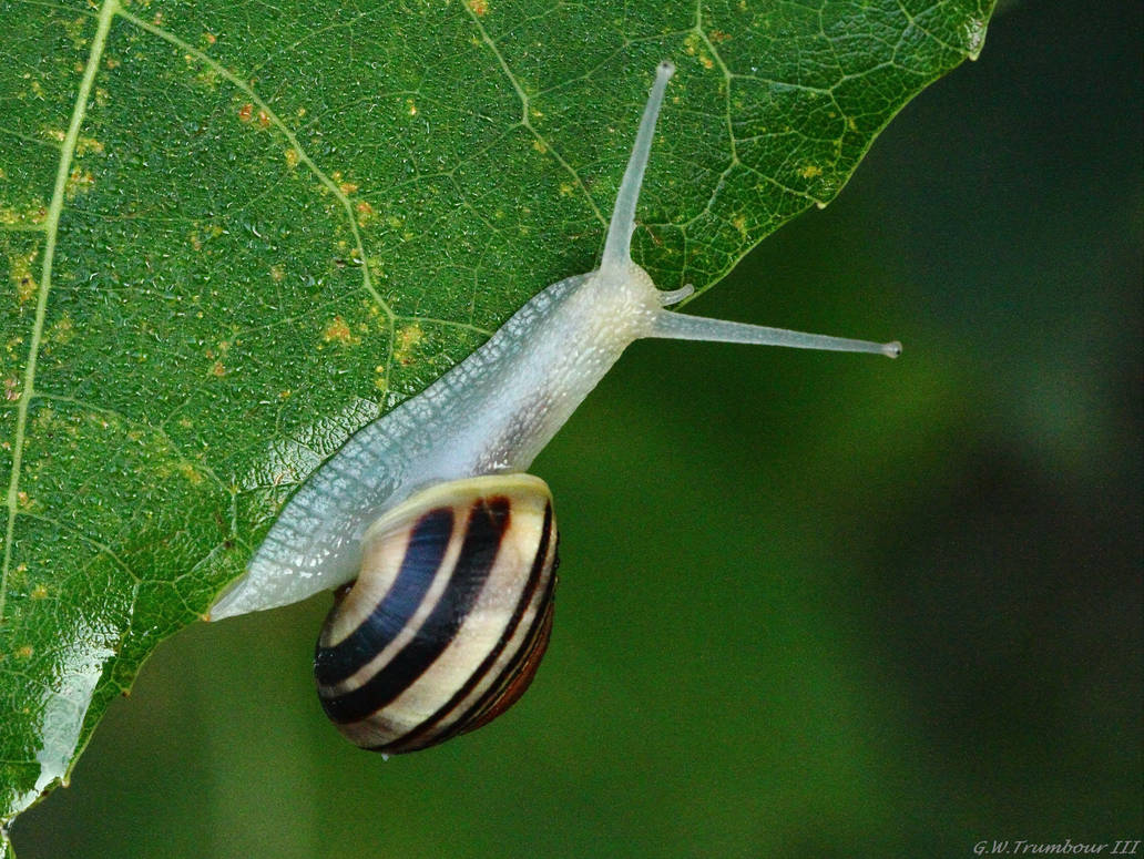On the move by natureguy On the move by natureguy