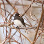 Brush line Junco